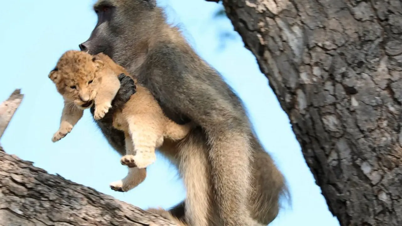 Pada Sabtu, 1 Februari 2020, seekor babun jantan membawa seekor bayi singa di pohon di Taman Nasional Kruger, Afrika Selatan.