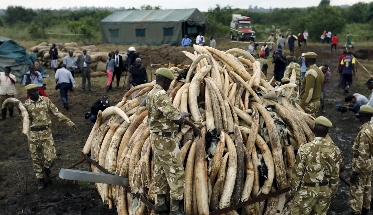 Petugas menumpuk gading gajah yang siap dibakar di Nairobi National Park, Kenya, (20/4). Sebanyak 105 ton gading gajah berhasil diamankan petugas Kenya Wildlife Service (KWS). (REUTERS / Thomas Mukoya) 