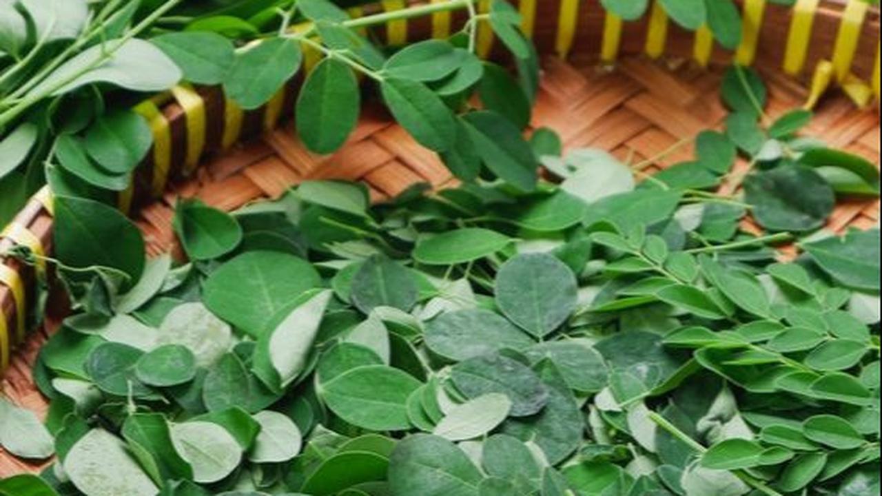 Daun kelor jika diolah dengan benar akan sangat bermanfaat untuk tubuh. Apalagi daun sejuta manfaat ini banyak ditemui di sekitar rumah. Jadi jangan sampai terlewat untuk merasakan khasiat daun kelor.