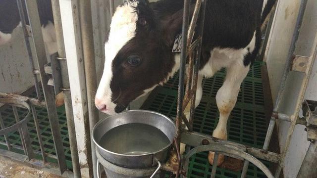 Dorong Produksi Susu Kementan Wajibkan Industri Dan Peternak
