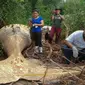 Paus bungkuk ditemukan mati di tengah-tengah vegetasi Pantai Araruna di Pulau Marajo, wilayah hutan hujan Amazon, Brasil pada 22 Januari 2019. Bangkai paus itu tergeletak di lokasi berjarak 15 meter dari tepi pantai. (HO/Acervo Instituto Bicho D'Agua/AFP)