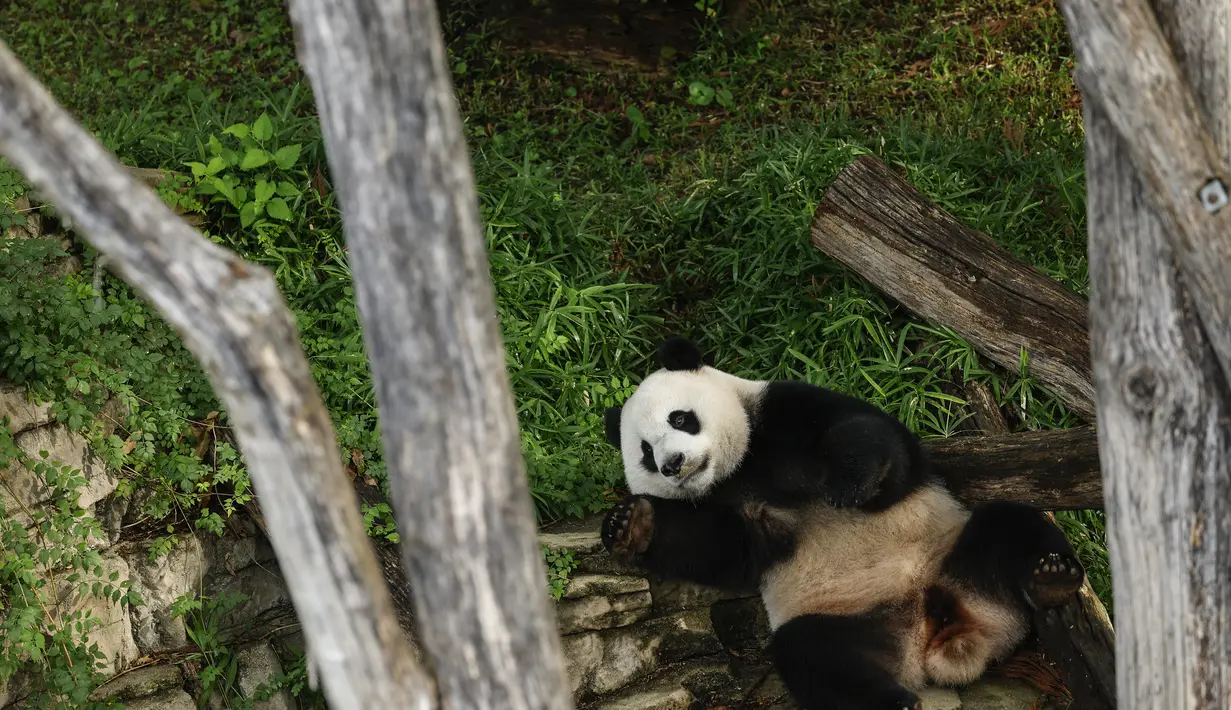 Setelah kembali ke Tiongkok, ketiga panda raksasa tersebut diperkirakan tidak akan ada pertukaran pengganti. (AFP/Stefani Reynolds)