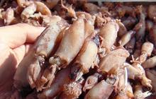 5 Resep Masak Cumi Asin Lezat dan Praktis