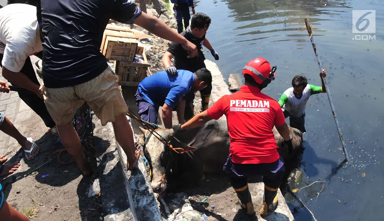 Petugas pemadam kebakaran bersama warga mengevakuasi seekor sapi yang tercebur ke Kali Mberok, Kota Semarang, Sabtu (10/8/2019). Diduga sapi tersebut kaget saat diteriaki anak-anak sehingga lepas kendali dan masuk sungai. (Lipuan6.com/Gholib)