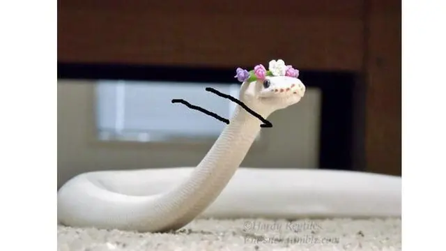 6 Editan Foto Ular Putih Ini Kocak, Jauh Dari Kata Seram