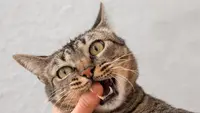 Ilustrasi digigit kucing. (Photo Copyright by Freepik)