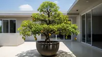 10 Jenis Tanaman Buah Hias Ditanam di Pot, Solusi Mempercantik Rumah Minimalis dan Panen Buah Segar