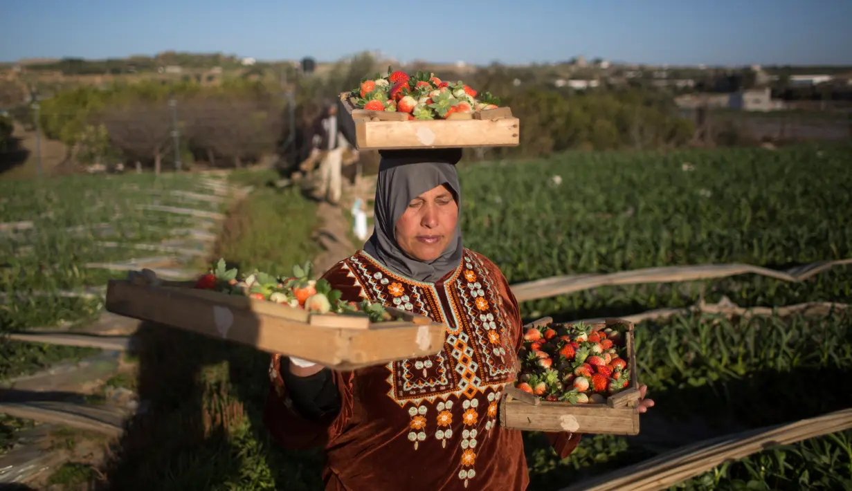 Pekerja wanita Palestina membawa stroberi yang dia petik di sebuah kebun stroberi di kota Beit Lahiya, Jalur Gaza Utara (15/1). Proyek kebun stroberi dibuat bertujuan menyediakan lapangan kerja jangka pendek di bidang pertanian. (AP Photo/Khalil Hamra)
