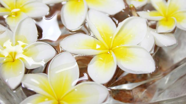 Ilustrasi bunga kemboja