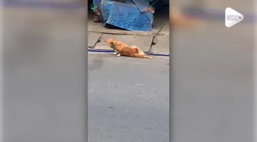 Seekor anjing pura-pura cacat dan tak bisa berjalan demi mendapatkan makanan dari warga.