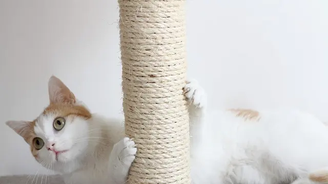 4 Alasan di Balik Kebiasaan Kucing Suka Menggaruk Barang-Barang di Rumah
