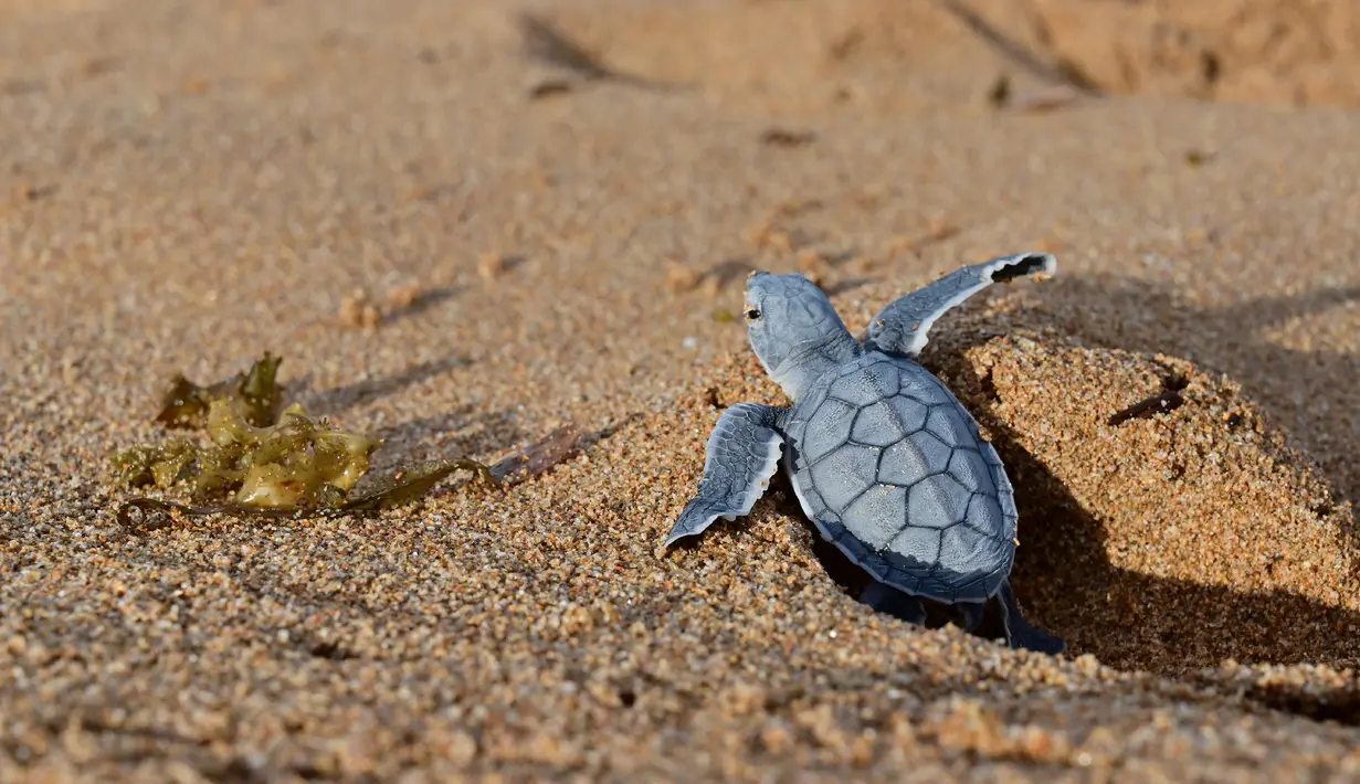 Seekor tukik penyu hijau merayap keluar sarangnya menuju arah laut di sebuah pantai Pulau Manda, Kenya, 18 Juni 2019. (TONY KARUMBA/AFP)