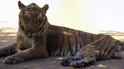 Seekor harimau yang bertubuh kurus beristirahat di kandangnya di sebuah kebun binatang di Maracaibo, Venezuela, (14/2). Krisis ekonomi parah yang dialami Venezuela ternyata juga berdampak bagi kehidupan satwa-satwa di sana. (AFP Photo/Miguel Romero)