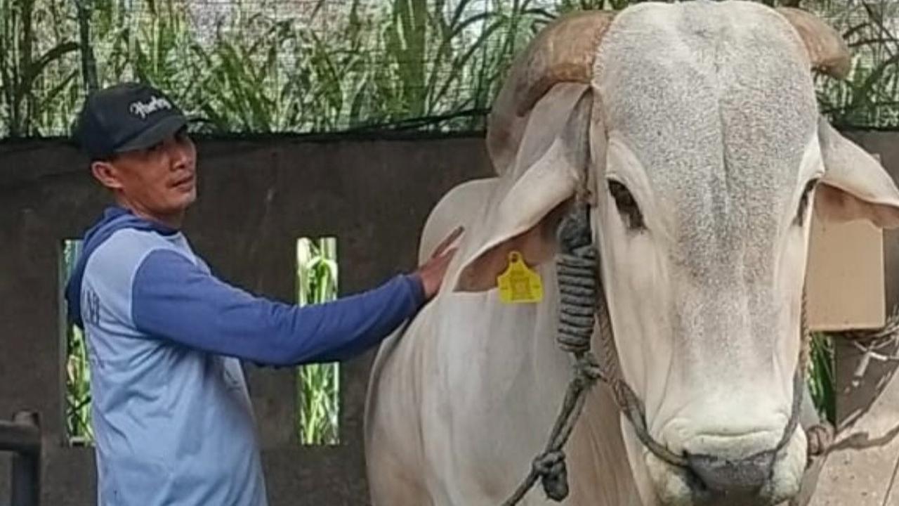 Kurban Iduladha,Presiden Prabowo Beli Sapi 893 Kg dari Kediri