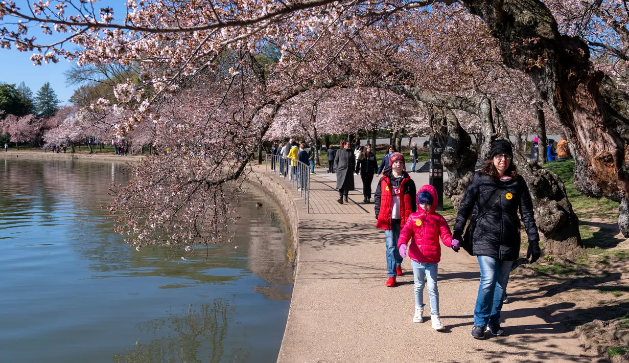 Warga berdatangan untuk melihat pohon sakura yang mulai mekar pada hari pertama Festival Bunga Sakura Nasional di Washington, Amerika Serikat, 20 Maret 2023. (AP Photo/Jacquelyn Martin)