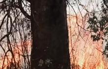 Api Terus Menyala di Gunung Lawu, Tanggap Darurat Ditetapkan 14 Hari