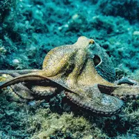 ilustrasi gurita. Credits: pexels.com by Pia