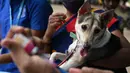 Seorang dokter hewan bersiap untuk menyuntik seekor anjing dengan dosis vaksin antirabies pada kesempatan Hari Rabies Sedunia di Rumah Sakit Universitas Hewan Tamil Nadu, Chennai, Rabu (29/9/2021). Hari Rabies Sedunia diselenggarakan pada tanggal 28 September setiap tahun. (Arun SANKAR/AFP)