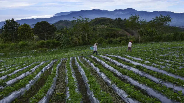 Menengok Kebun Stroberi di Dataran Tinggi Aceh