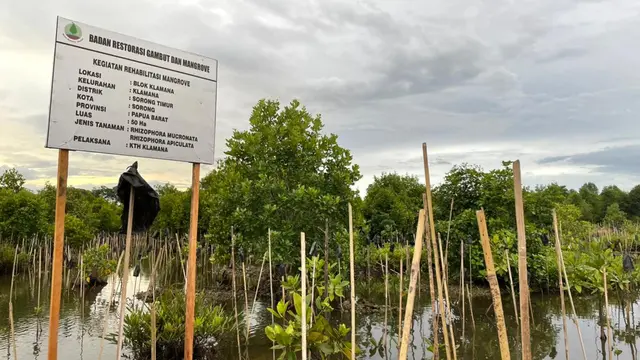 Tak Lagi Eksploitasi Batu Karang, Warga Papua Kini Lebih Pilih Jaga Mangrove