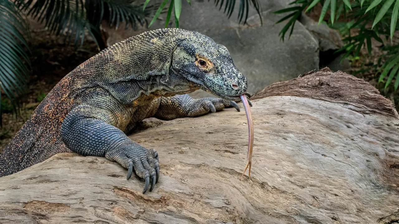 Ilustrasi komodo