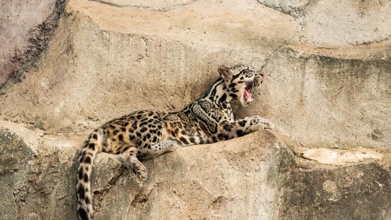 4. Macan Dahan Kalimantan (Neofelis diardi borneensis)