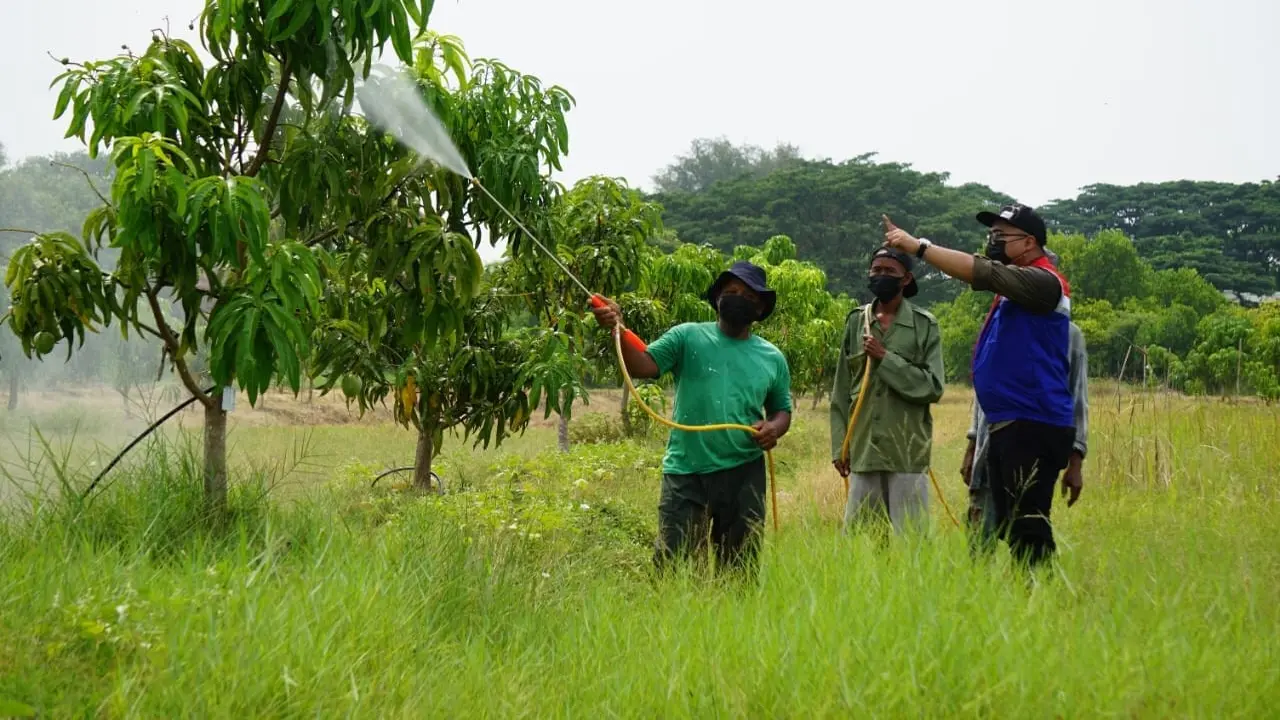 PT Kilang Pertamina Internasional (KPI) Unit Balongan kembangkan Taman Kehati dan Mangoes Center. (Dok Pertamina)
