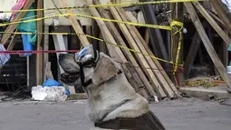 Seekor anjing penyelamat milik Angkatan Laut Meksiko, Frida saat mencari korban yang tertimbun reruntuhan bangunan pasca-gempa 7,1 Skala Ritcher (SR) yang menghantam Meksiko di sekolah Rebsamen di Mexico City (22/9). (AFP Photo/Omar Torres)