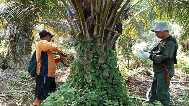 Gajah Sumatera di Bentang Alam Seblat Kini Dimonitor dengan Drone Thermal