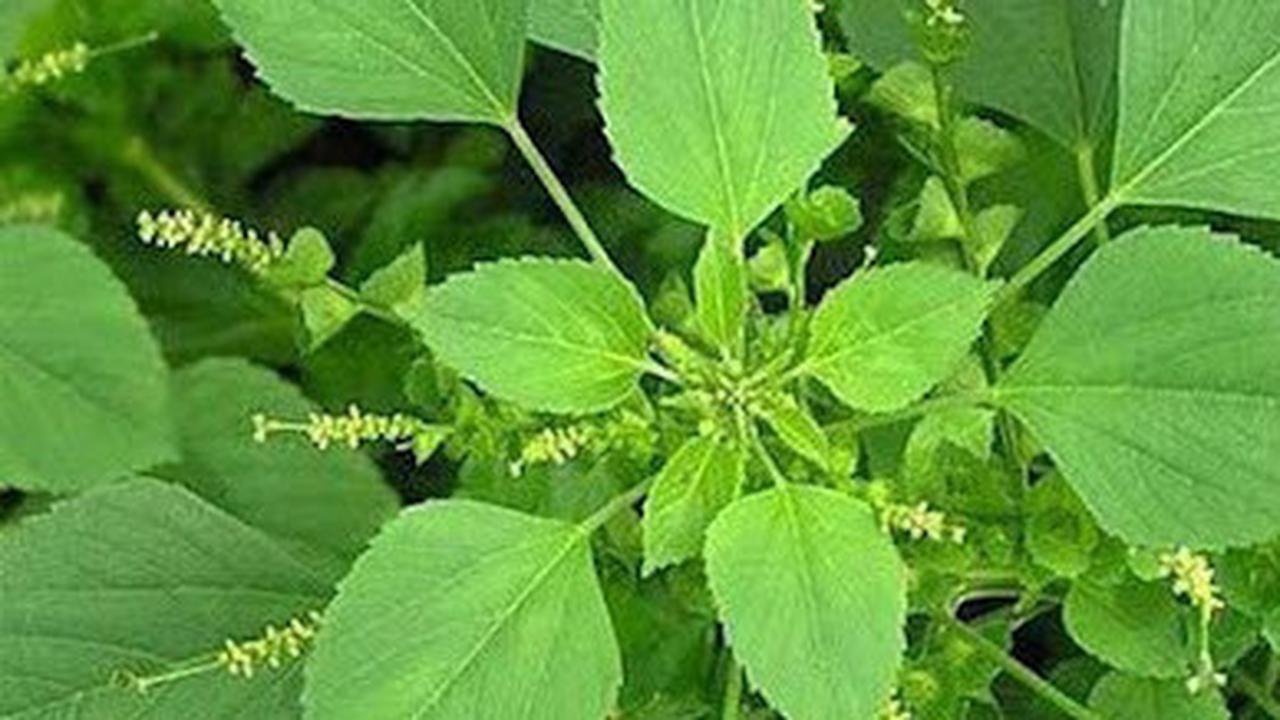 Atasi Nyeri Asam Urat dengan Daun Anting-Anting, Ini Langkah-Langkahnya