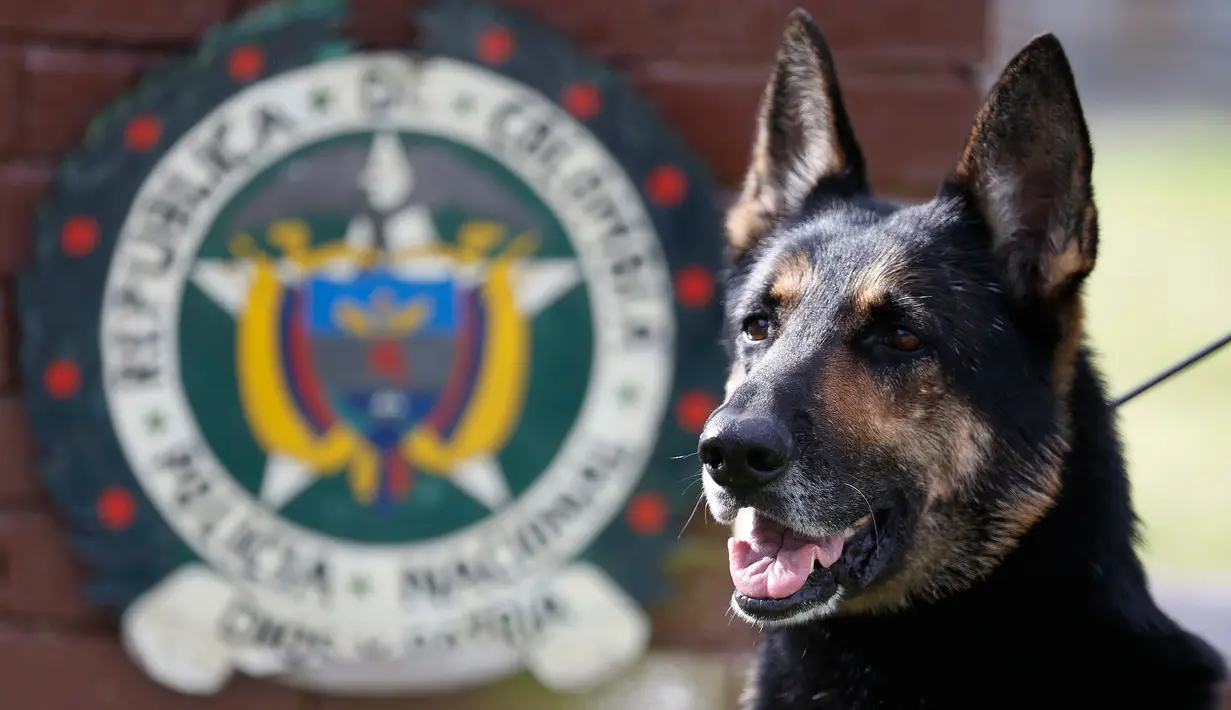 Anjing polisi ahli pengendus narkoba, Sombra berada di l uar kantor polisi di Bogota, Kolombia, 26 Juli 2018. Selain dipindahkan, kini Sombra juga didampingi beberapa polisi lainnya untuk meningkatkan keamanan dirinya. (AP/Fernando Vergara)