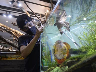 Pekerja menyelesaikan pembuatan aquascape air tawar di Nickz Aquascape, Serpong, Tangerang Selatan, Banten, Selasa (20/10/2020). Pada masa pandemi saat ini, pemesanan aquascape meningkat hingga 80 persen. (merdeka.com/Dwi Narwoko)