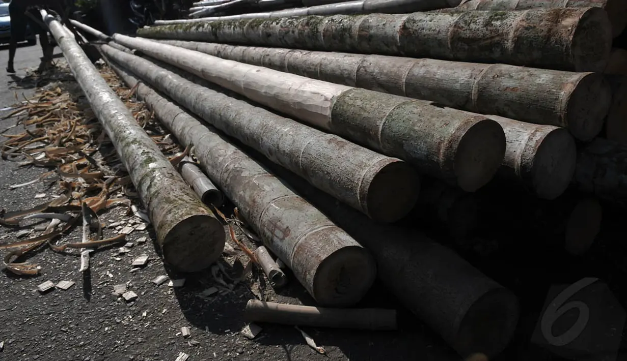 Pohon pinang yang memiliki ketinggian 10-15 meter ini dijual mulai dari Rp 500.000 hingga Rp 1.500.000 untuk tiap batangnya. (Liputan6.com/Johan Tallo)
