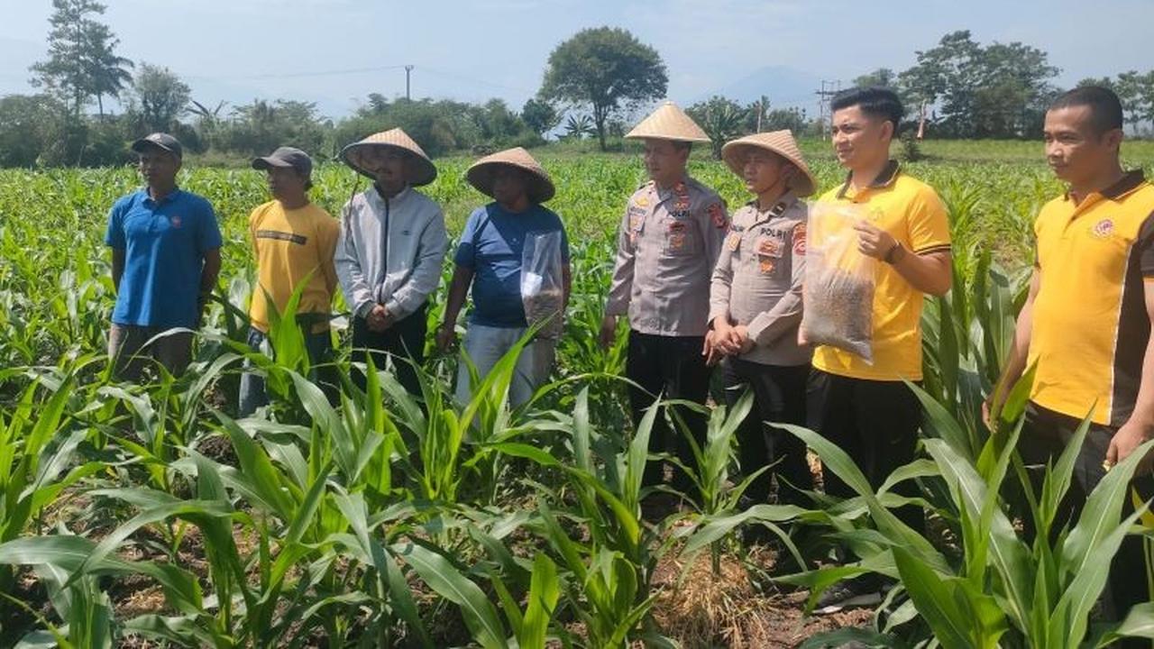 Polres Garut Dukung Ketahanan Pangan dengan Inovasi Pupuk Organik Maggot untuk Tanaman Jagung