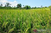 Meningkatkan Produksi Padi, Natuna Melangkah Menuju Swasembada Pangan di Perbatasan Utara Indonesia