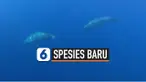 THUMBNAIL paus