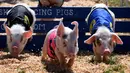 Sejumlah anak babi saling adu kecepatan saat mengikuti All Alaska Pig selama pekan raya tahunan Kern di Bakersfield, California (30/9). Anak-anak babi itu berlari dan melintasi rintangan pada jalur balap tersebut. (AFP Photo/Mark Ralston)