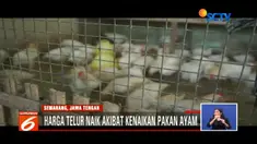 Selain telur dan daging ayam, harga jengkol ternyata juga mengalami kenaikan signifikan.