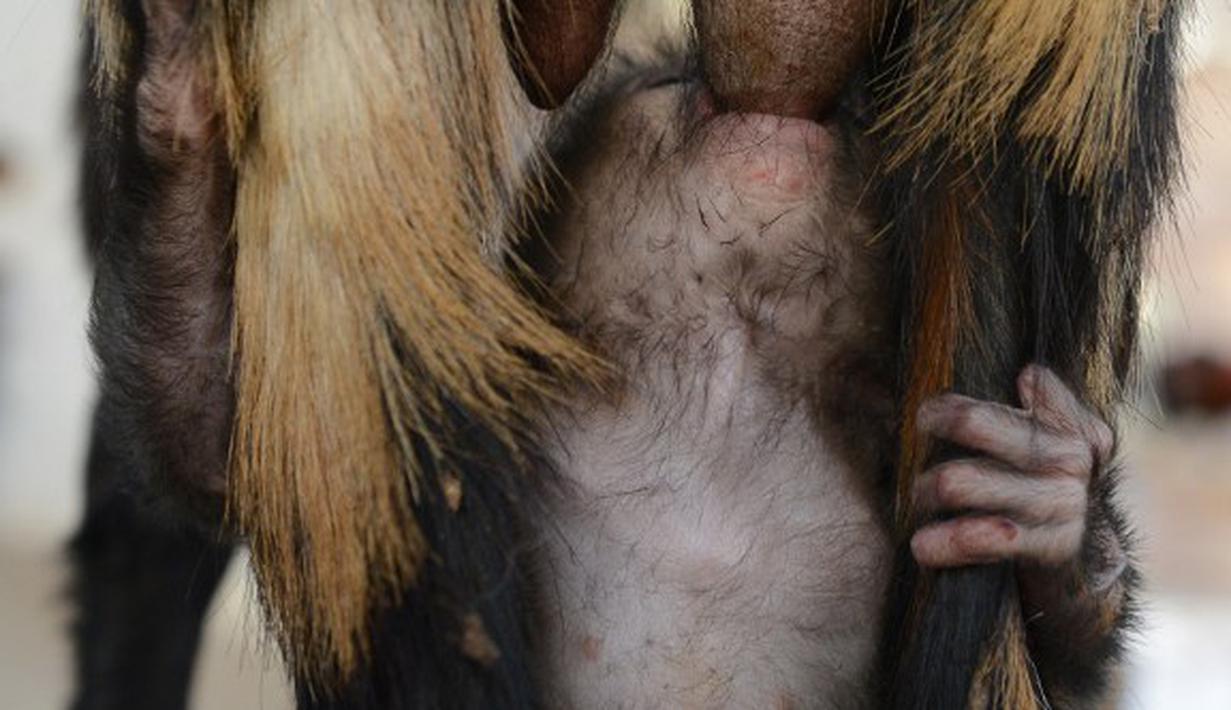 FOTO Bayi Monyet Menyusu ke Kambing - Foto Liputan6.com