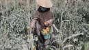Seorang petani mengbambil tomat yang berselimut debu usai erupsi Gunung Merapi meletus di Boyolali, Jawa Tengah pada 13 Maret 2023. Meskipun turun hujan abu merapi,  penduduk di desa tersebut masih beraktivitas seperti biasa. (AFP/Devi Rahman)
