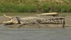 Foto yang diambil pada tanggal 20 September 2016 ini menunjukkan seekor buaya terlilit ban di sekitar lehernya di sungai Palu di Palu, Sulawesi Tengah. Pada Desember lalu, kondisi ban tampak sempit karena tubuh buaya yang kian membesar. (AFP Photo/Arfa)