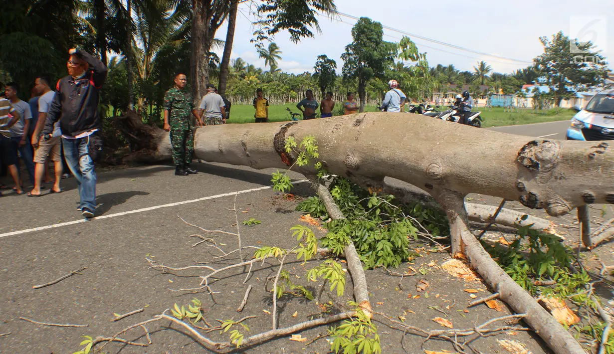 Sebuah pohon berumur puluhan tahun tumbang di Jalan Trans Sulawesi, Limboto, Gorontalo, Senin, (21/1). Pohon tersebut tumbang akibat dimakan usia. (Liputan6.com/Arfandi Ibrahim)