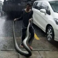 Ular sanca 5 meter di banjir Kemang. (via: istimewa)