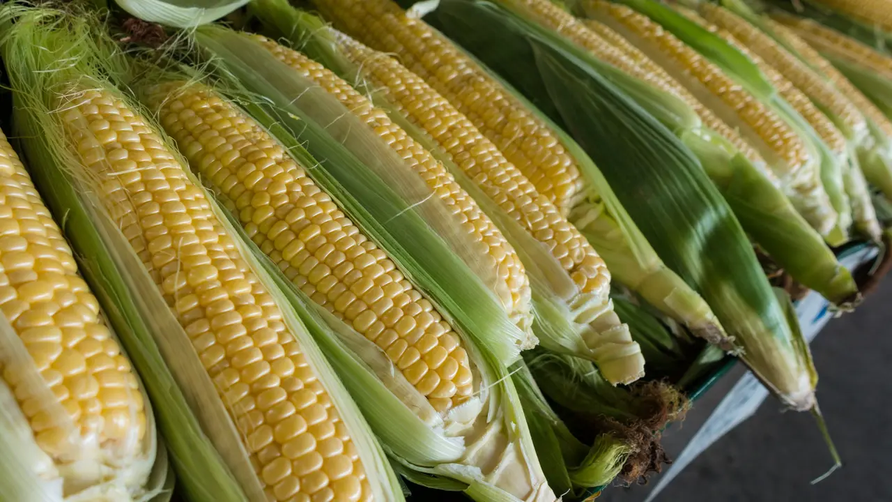 Trik Mudah Mengatasi Jagung Keriput yang Jarang Diketahui Banyak Orang