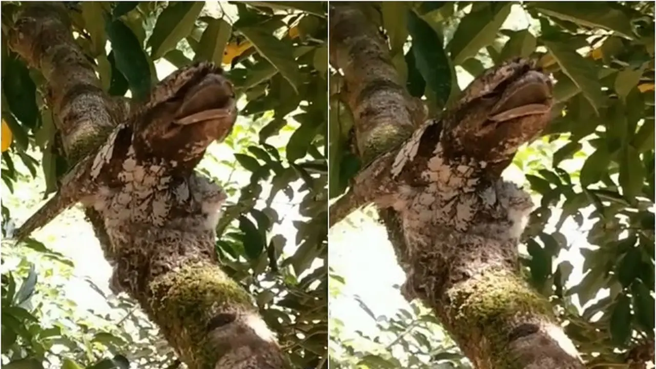 Burung Paruh Kodok