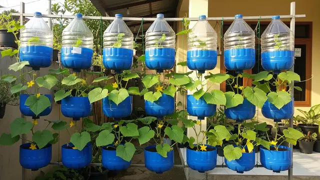 6 Ide Kebun Timun Gantung dari Galon Air Mineral Bekas, Solusi Berkebun Hemat