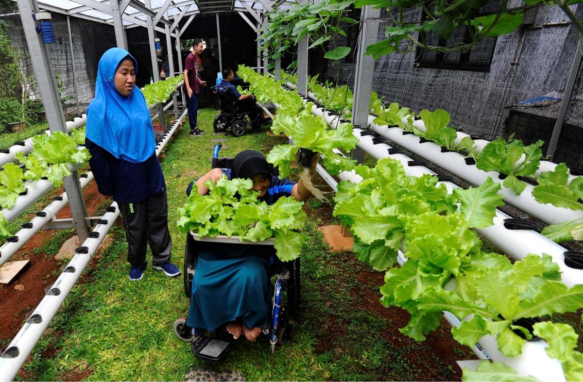 Murid difabel panen selada air di kebun hidroponik YPAC