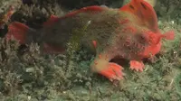 Penampakan ikan terlangka di dunia, red handfish. (Antonia Cooper/IMAS)