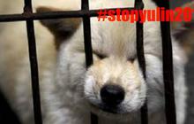 #StopYulin2015, bentuk protes netizen atas festival makan anjing