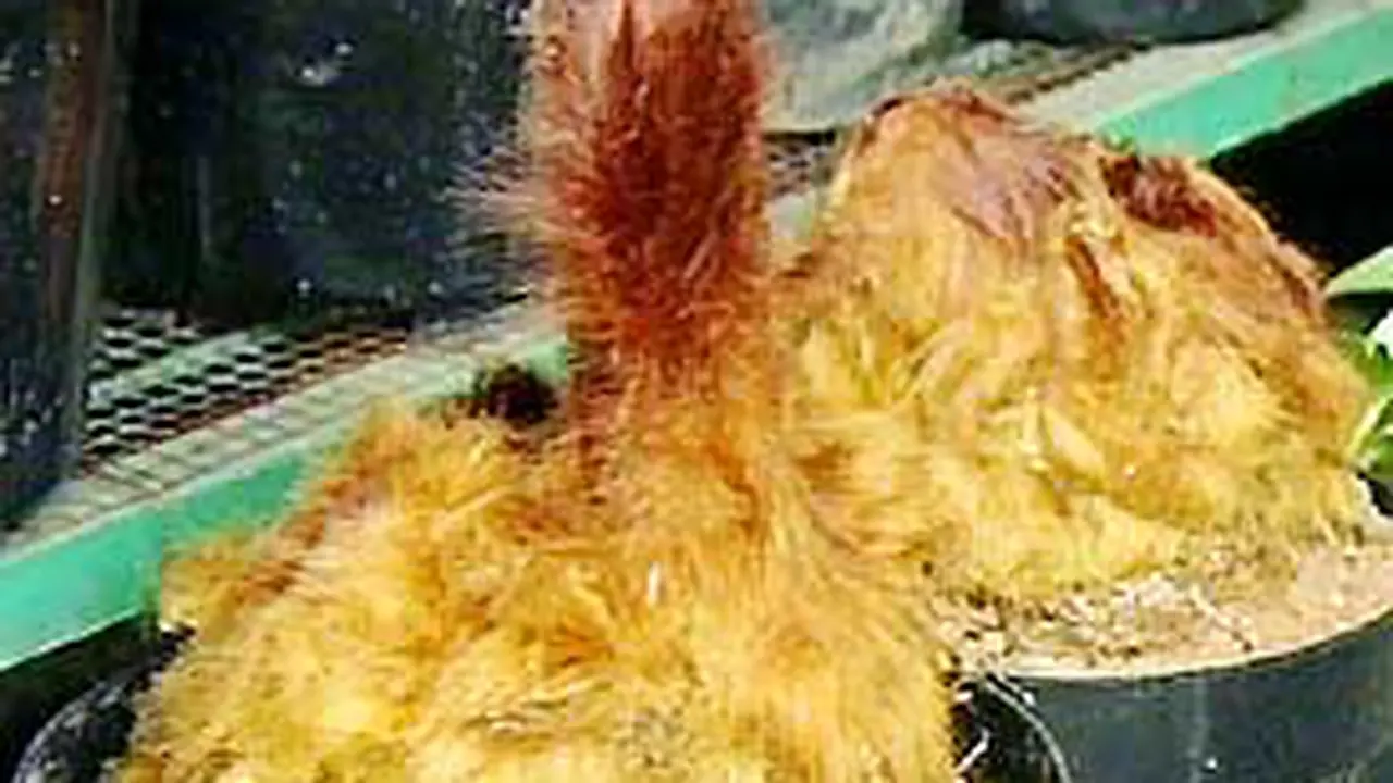 071120bpakis.jpg